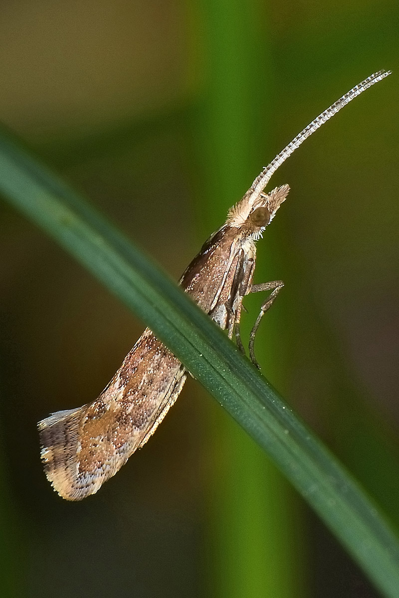 Plutellidae: Plutella xylostella? S